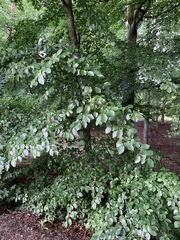 Fagus sylvatica
