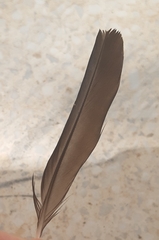 Sturnus unicolor