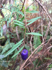 Billardiera macrantha