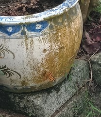 Polygonia c-aureum lunulata