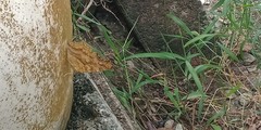 Polygonia c-aureum lunulata