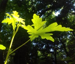 Liquidambar orientalis