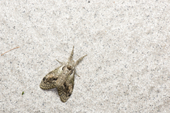 Dasychira suisharyonis