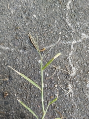 Eragrostis amurensis