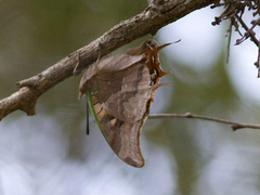 Charaxes antamboulou