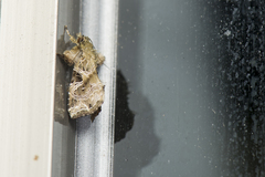 Callopistria phaeogona