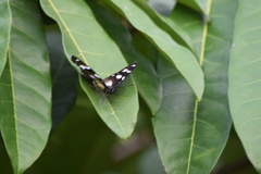 Hypolimnas anthedon anthedon