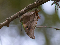 Charaxes antamboulou