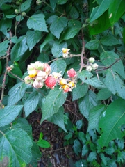 Rubus incanus