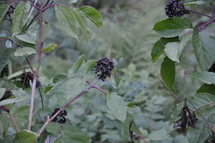 Sambucus racemosa melanocarpa
