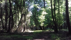 Liquidambar orientalis