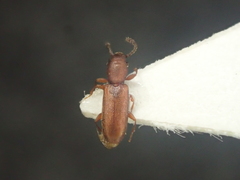 Silvanus unidentatus