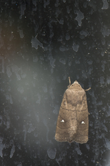 Athetis brunneolineosa