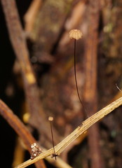 Marasmius crinis-equi