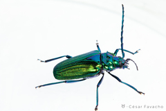 Esmeralda costulata