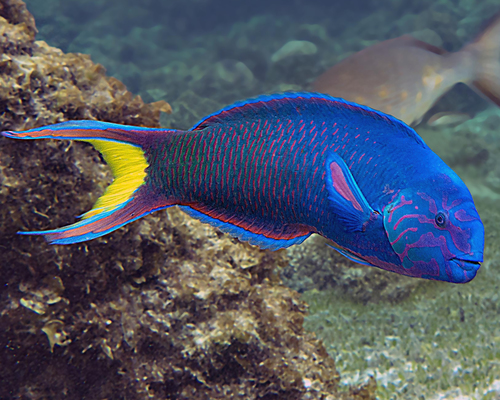 Thalassoma lunare (Linnaeus, 1758)