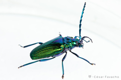 Esmeralda costulata