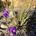 Patersonia sericea sericea - Photo 由 mattwooll 所上傳的 (c) mattwooll，保留部份權利CC BY-NC