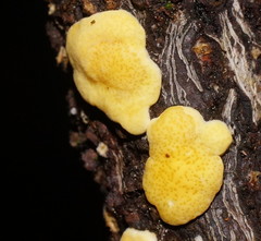 Trichoderma victoriense