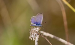 Zizina otis labradus