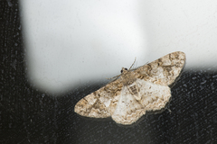 Alcis admissaria