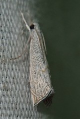 Haimbachia squamulellus