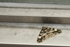 Alcis taiwanovariegata