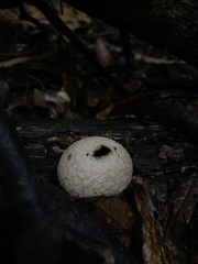 Lycoperdon compactum