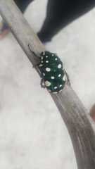 Protaetia alboguttata