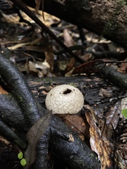 Lycoperdon compactum