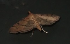 Blepharomastix ranalis