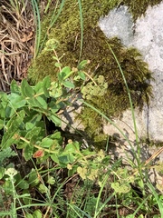 Hylotelephium maximum