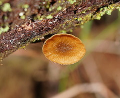 Simocybe phlebophora