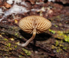 Simocybe phlebophora