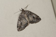 Hydriomena furcata