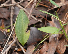 Cryptostylis