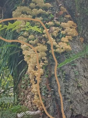 Davallia trichomanoides