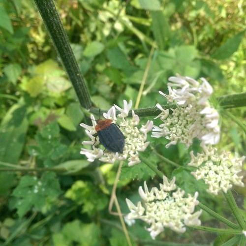 Red-breasted Carrion Beetle, 1111 Diemen, Netherlands, photo 9 of 10