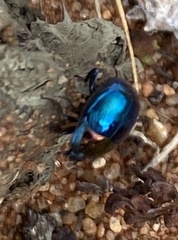 Saprinus cyaneus