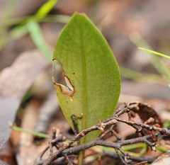 Cryptostylis