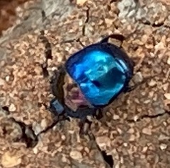 Saprinus cyaneus