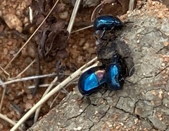 Saprinus cyaneus