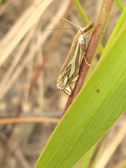 Crambus whitmerellus