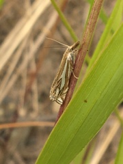 Crambus whitmerellus