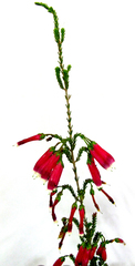 Erica diaphana