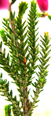 Erica diaphana