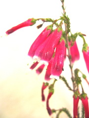 Erica diaphana