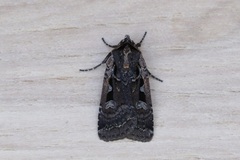 Parabagrotis exsertistigma