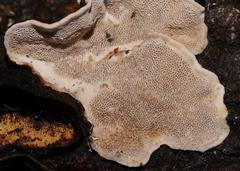 Datronia brunneoleuca