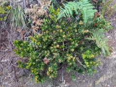 Bejaria